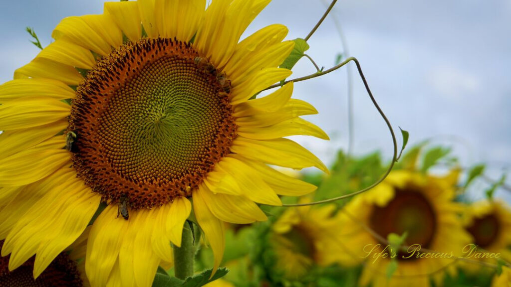 Close up of a sunflower in full bloom with several honey bees on its disk.