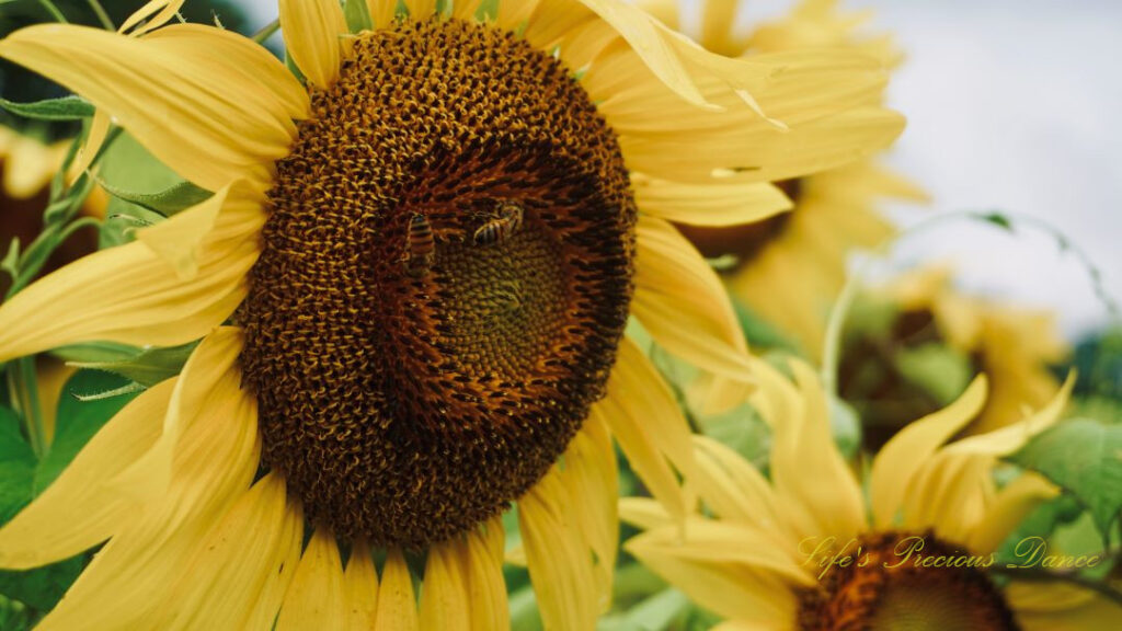 Close up of a sunflower in full bloom with several honey bees on its disk.