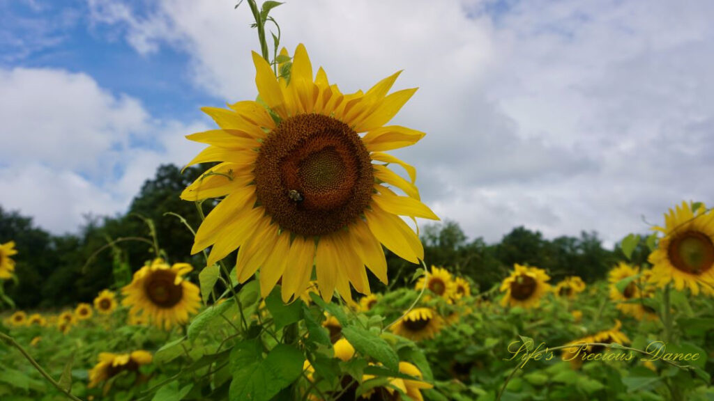 Close up of a sunflower a bumblebee on its disk. Passing clouds overhead.