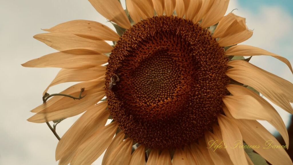 Close up of a honey bee on the disk of a sunflower.