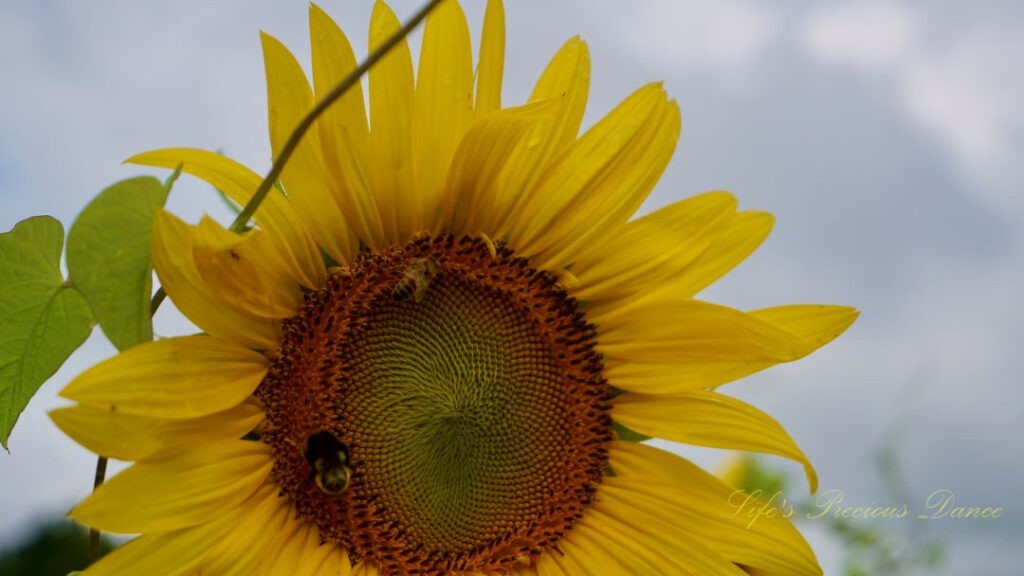 Close up of two honey bees on the disk of a sunflower.