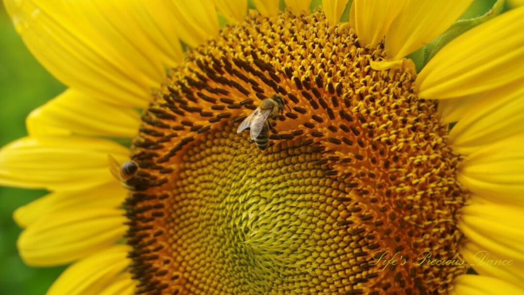 Close up of a honey bee on the disk of a sunflower.