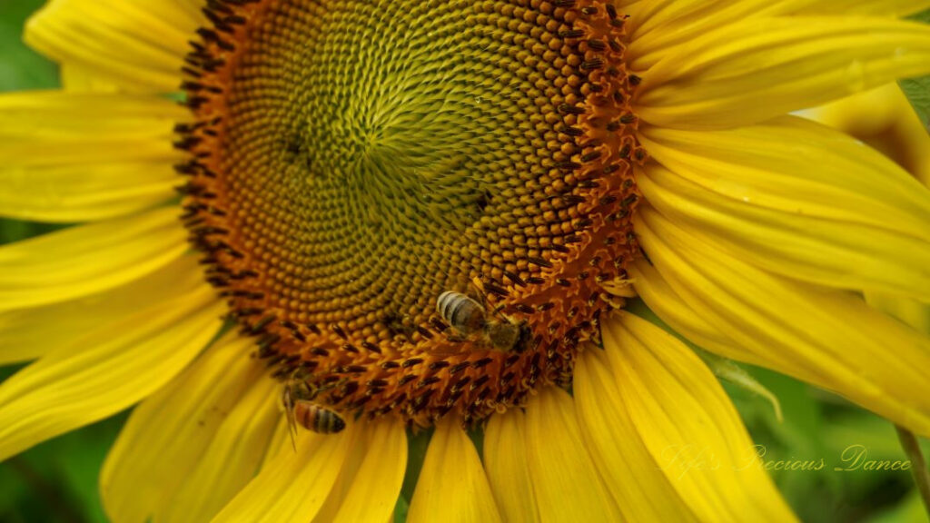 Close up of two honey bees on the disk of a sunflower.