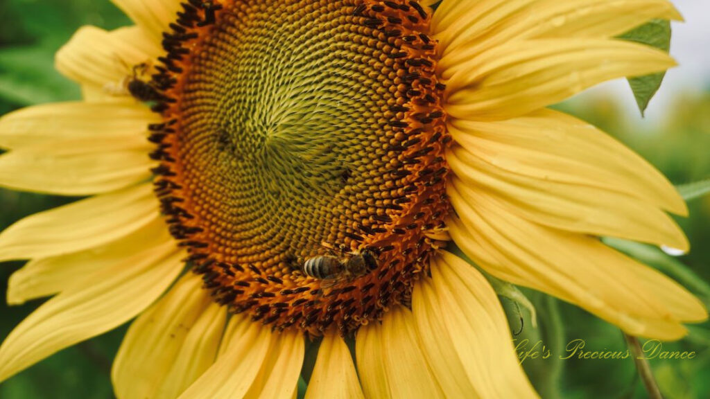 Close up of a honey bee on the disk of a sunflower.