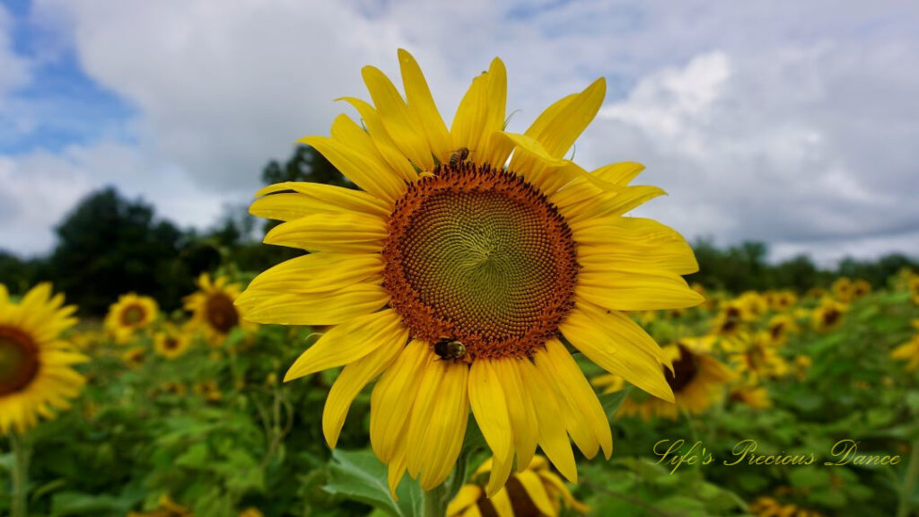 Close up of a sunflower with two bees on its disk. Passing clouds overhead.