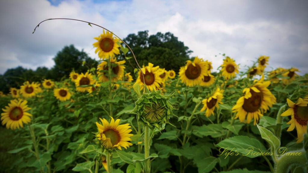 Close up of an unopened sunflower against a field of others in full bloom. Cloudy skies overhead