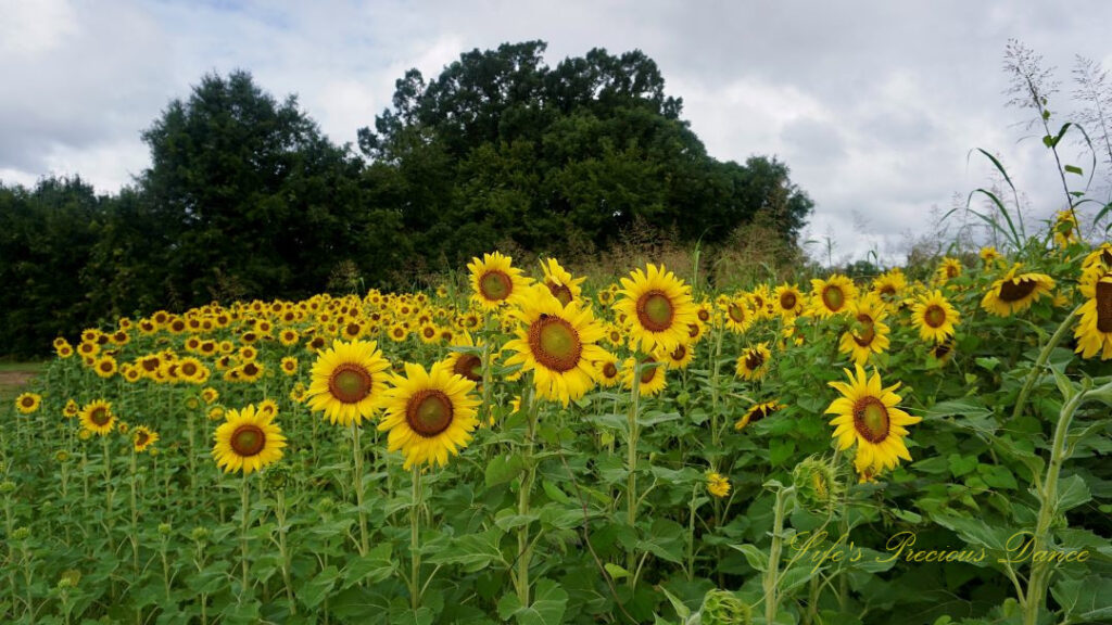 Field of sunflowers in full bloom. Cloudy skies overhead