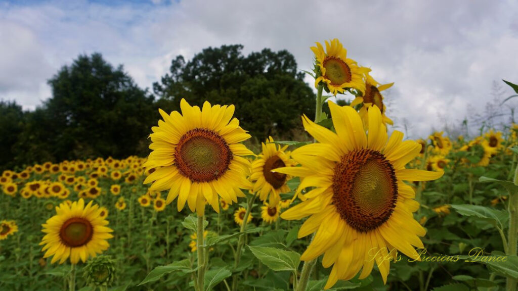 Close up of sunflowers in full bloom.