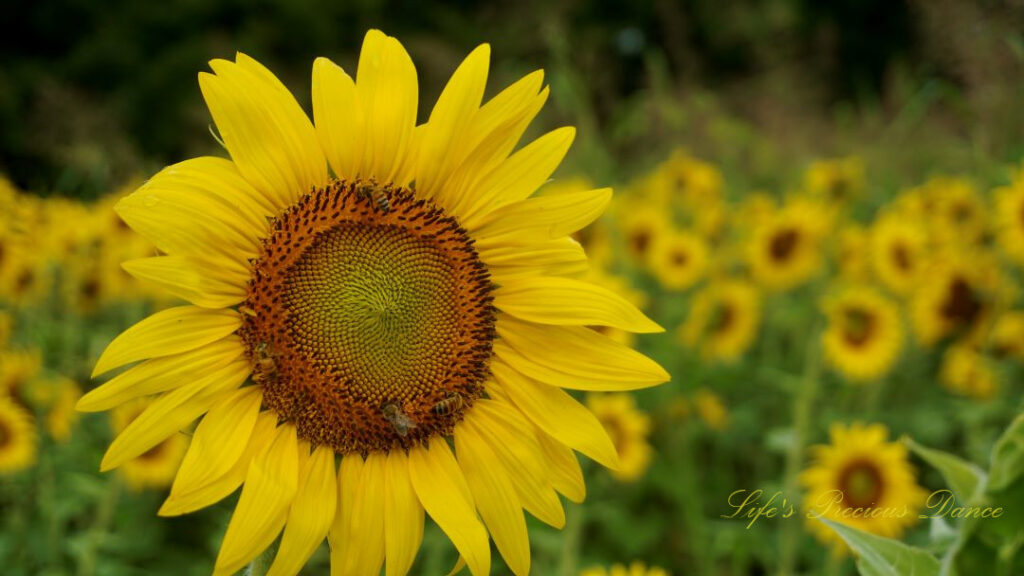 Close up of a sunflower with four honey bees on its disk.