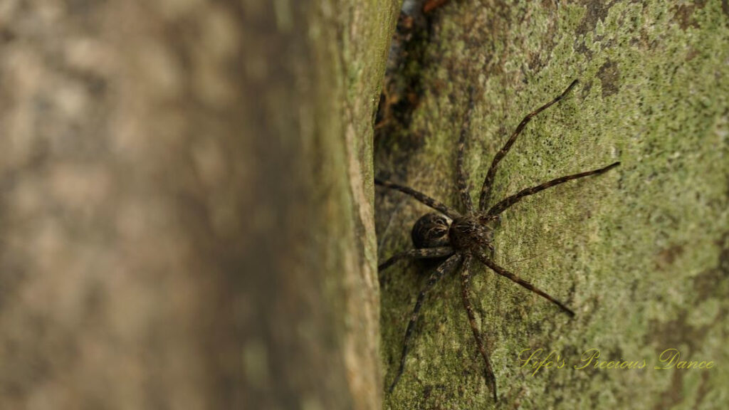 Close up of a fishing spider between rocks.