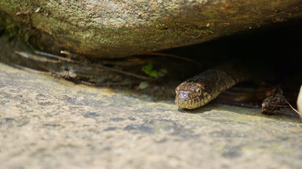 Head of a water snake poking out between two rocks.