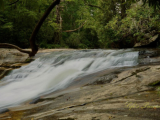 The upper section of Bird Rock Falls rapidly flowing over a rocks. A large limb hangs above.