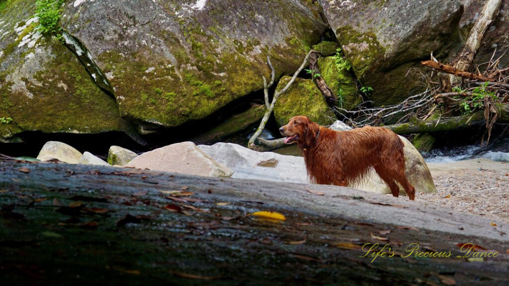 Wet Irish Setter on the sandy bank of a river waiting for its owner.