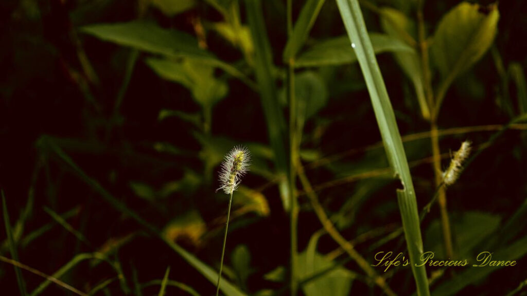 Foxtail grass blooming along a trail.