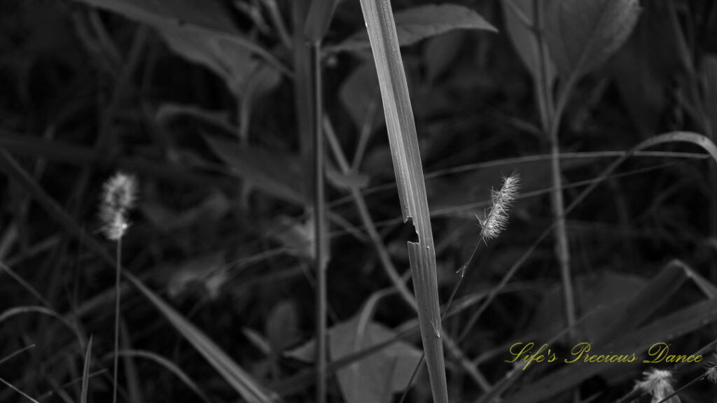 Black and white of foxtail grass blooming along a trail.