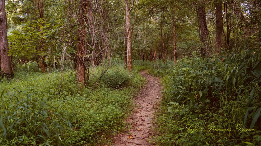 Nature trail leading through the forest at Musgrove Mill State Historic Site.