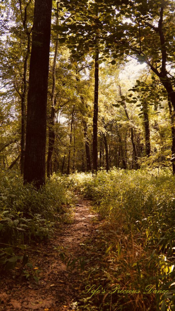 Nature trail leading through the forest at Musgrove Mill State Historic Site.