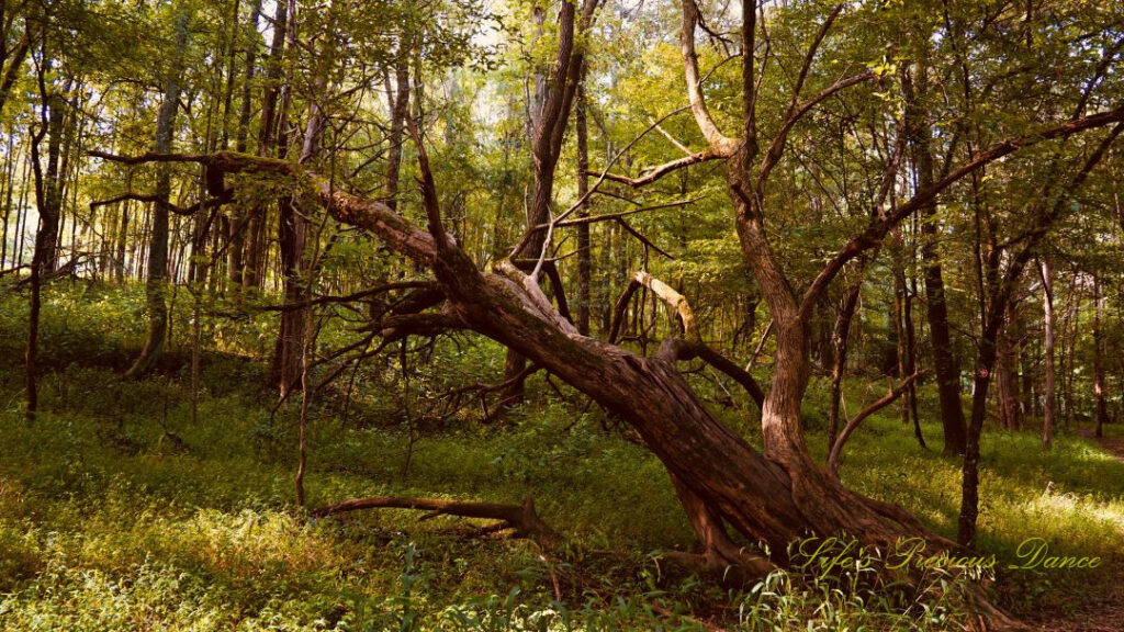 Black Willow Tree growing sideways in the forest.