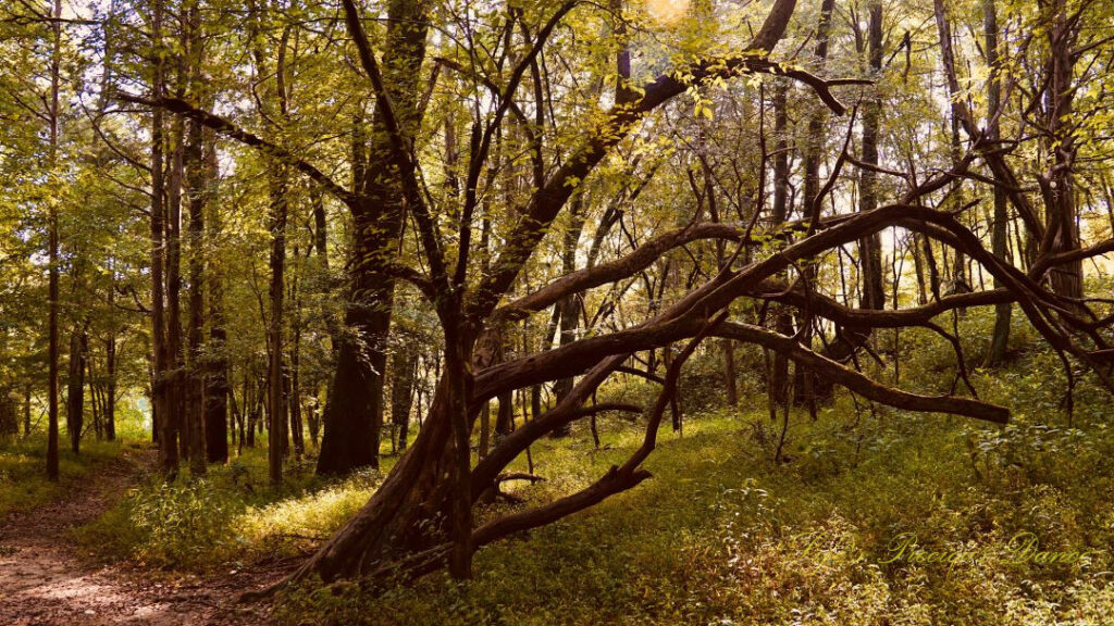 Black Willow Tree growing sideways in the forest.