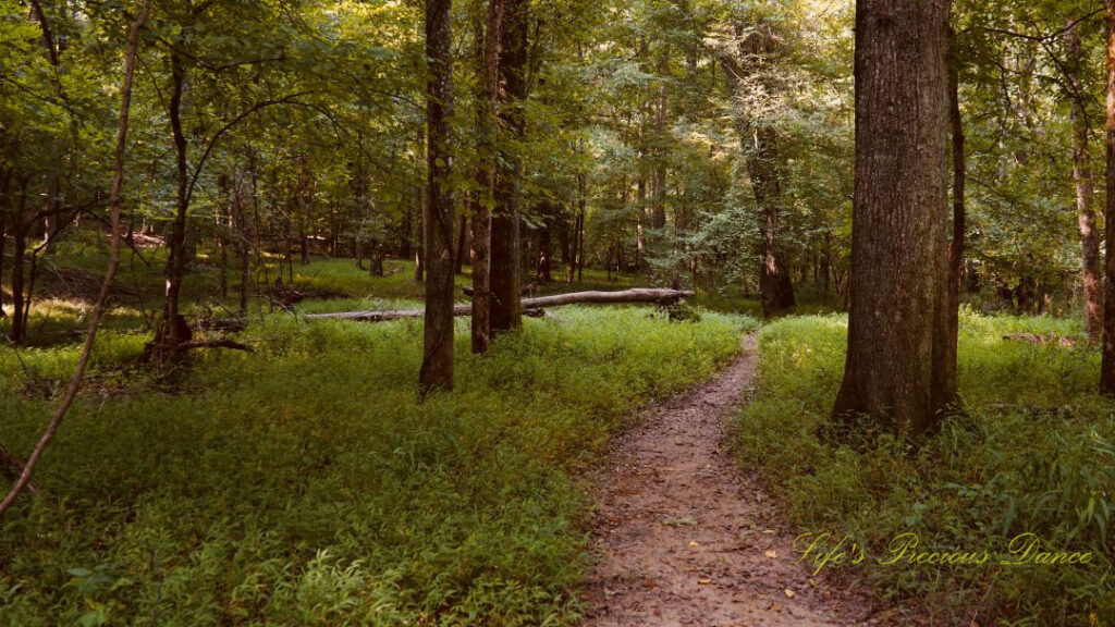 Nature trail leading through the forest at Musgrove Mill State Historic Site.