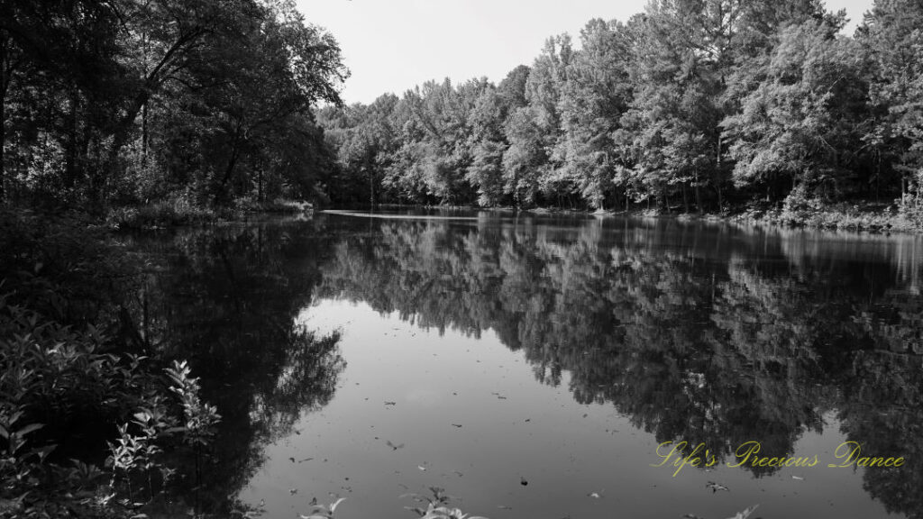 Black and white landscape view of the pond at Musgrove Mill. Trees and blue sky reflecting on the waters surface.