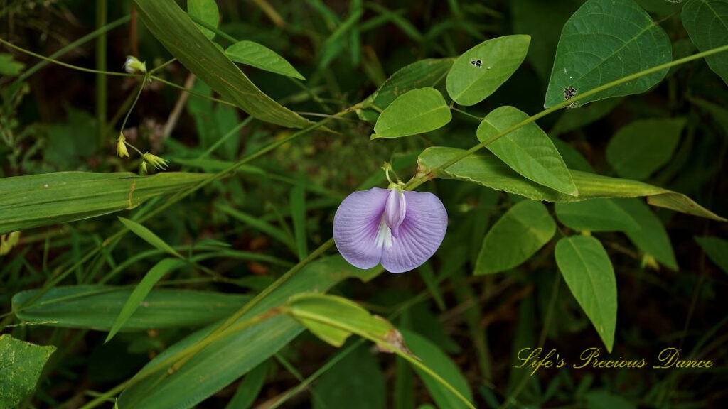 Butterfly Pea in full bloom in the forest.