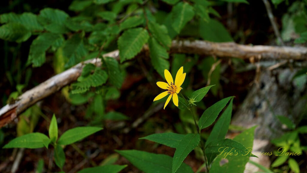 Woodland sunflower in full bloom in the forest.