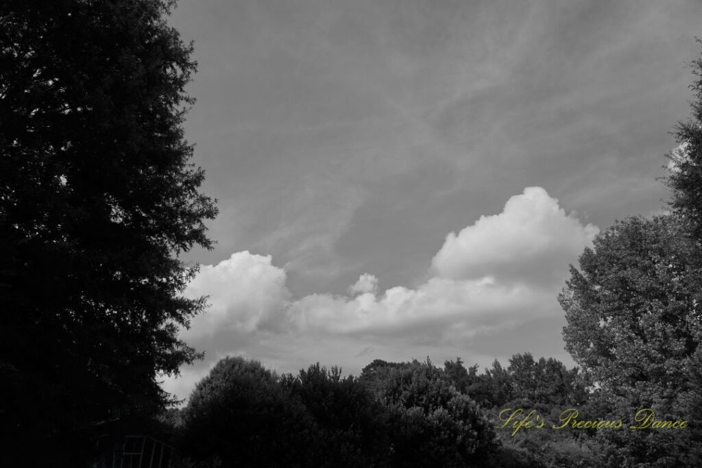 Black and white of passing clouds against a blue sky, framed by trees on three sides.