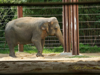 Asian elephant in an enclosure.