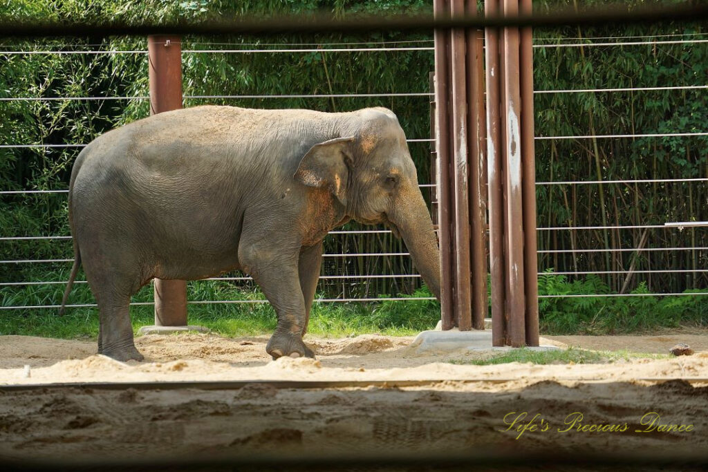 Asian elephant in an enclosure.