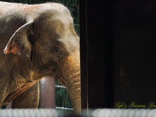 Close up of an asian elephant in an enclosure.