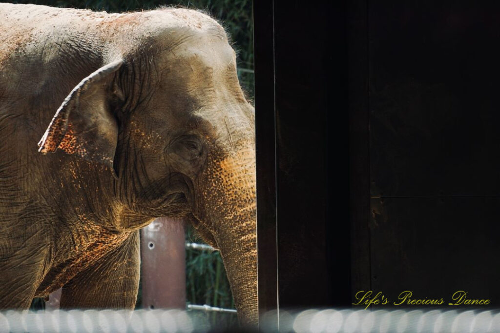 Close up of an asian elephant in an enclosure.