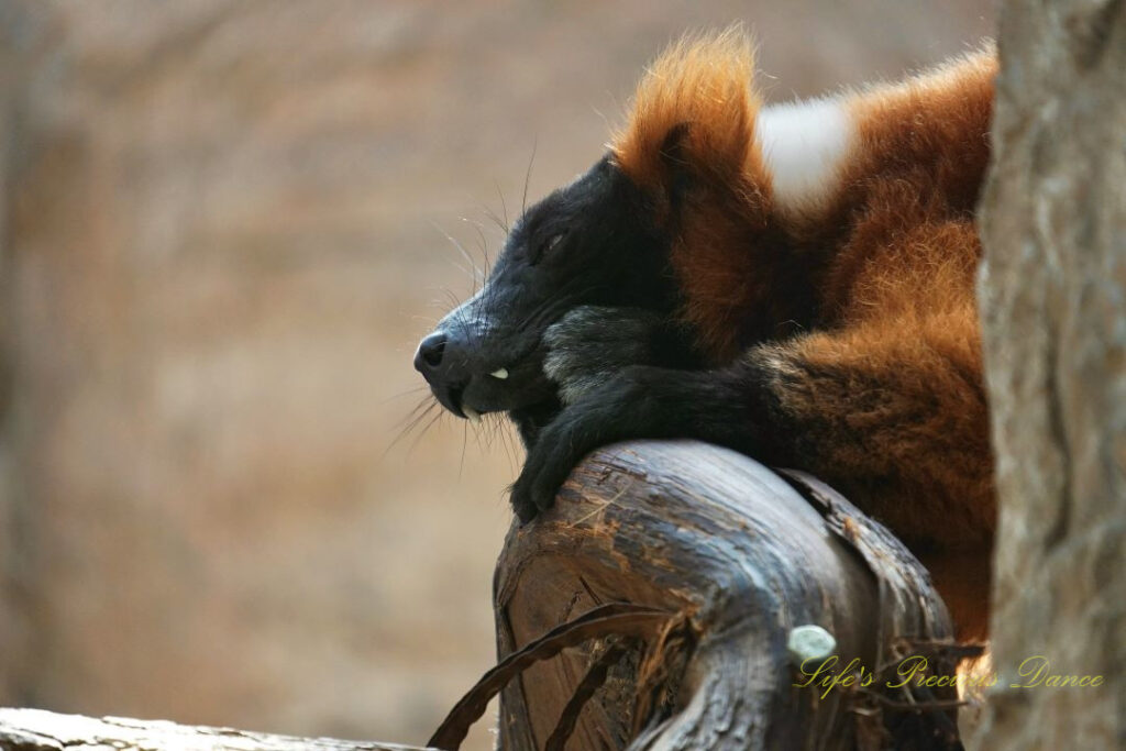 Red Ruffed Lemur resting in a tree.