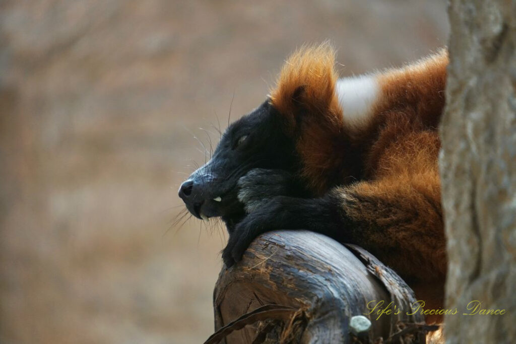 Red Ruffed Lemur resting in a tree.