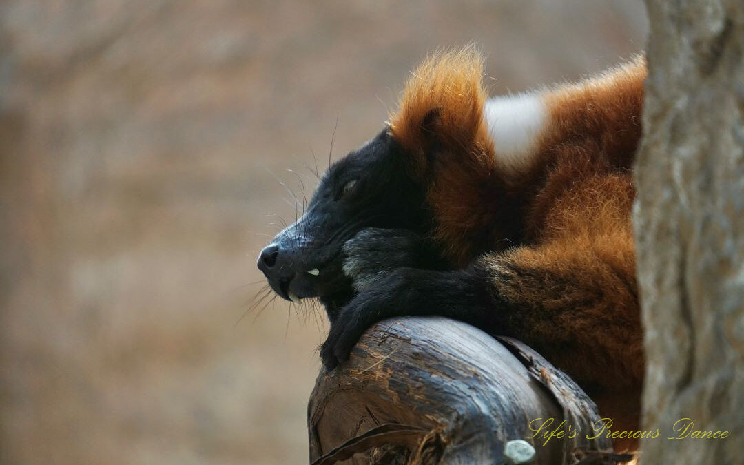 Red Ruffed Lemur resting in a tree.