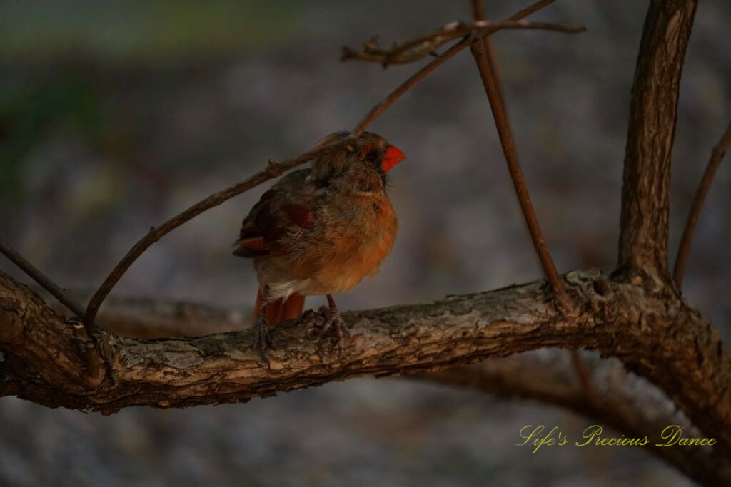 Northern cardinal on a branch.