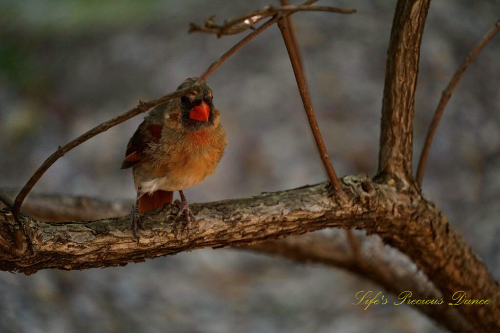 Northern cardinal on a branch.