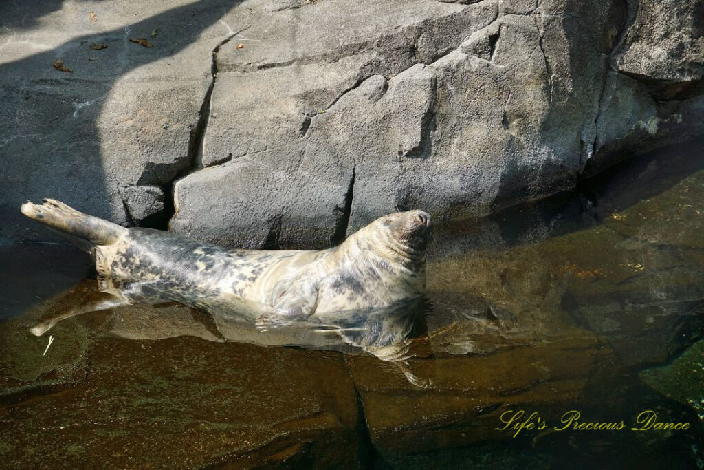 Grey seal in a pool of water. A boulder in the background, reflecting on the surface.