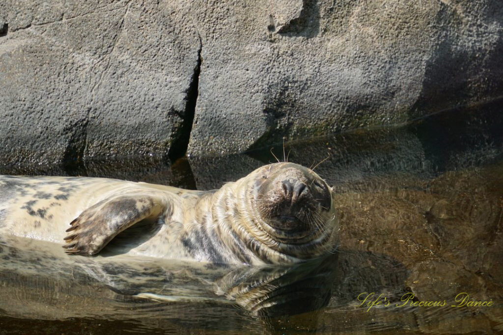 Close up of a grey seal resting and reflecting in a pool of water.