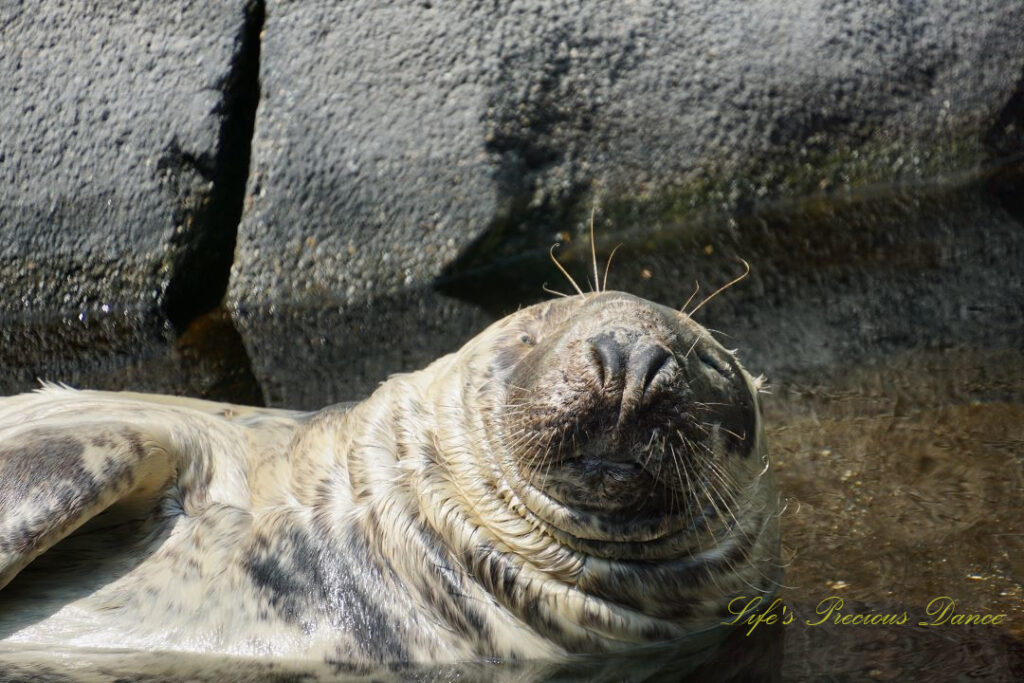 Close up of the upper body of a grey seal in a pool of water.