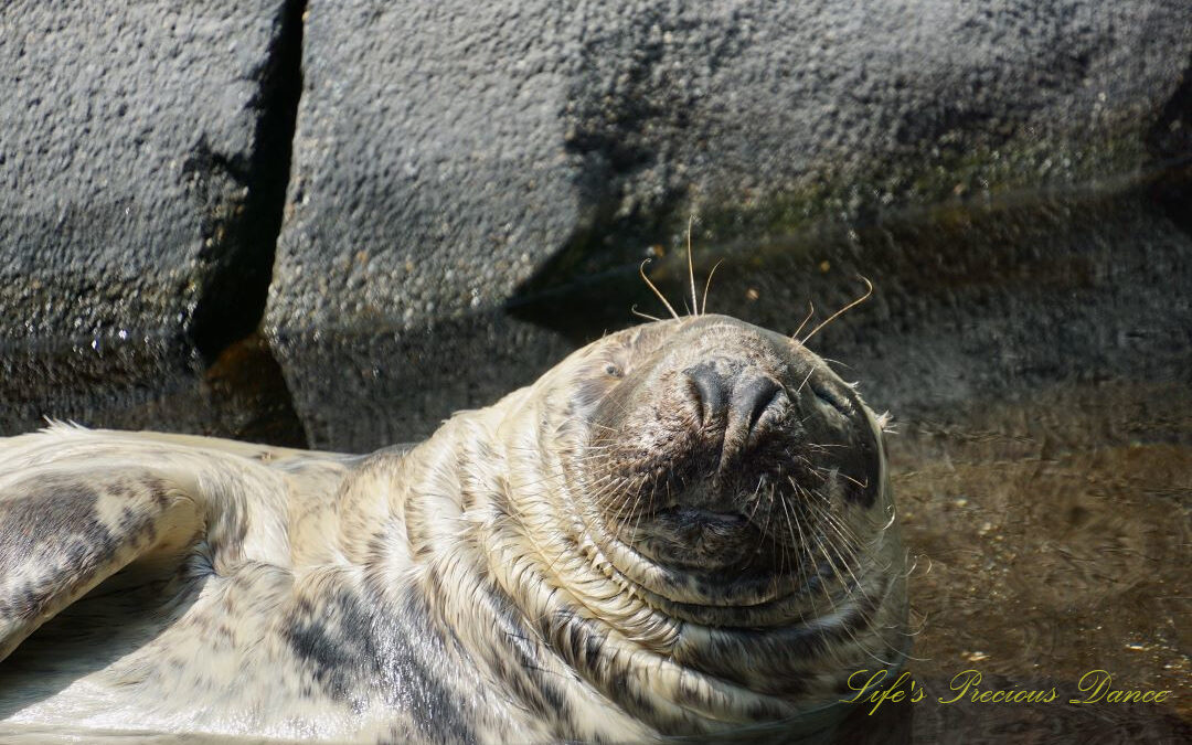 Close up of the upper body of a grey seal in a pool of water.