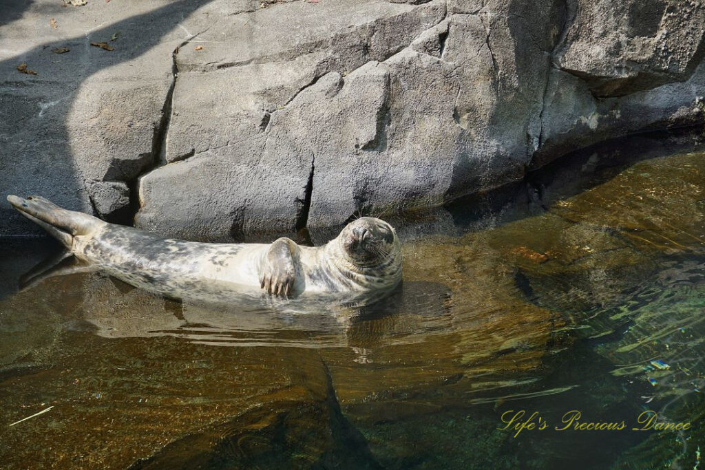 Grey seal resting and reflecting in a pool of water. A boulder in the background.