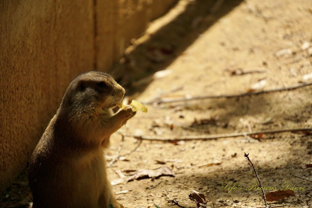 Prairie dog chewing on a leaf.