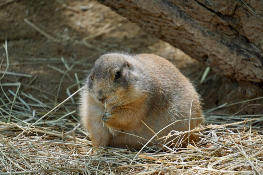 Prairie dog chewing on a bed of dry grass and chewing on a piece.