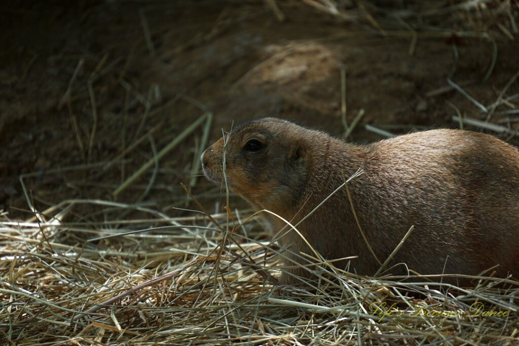 Prairie dog resting on a bed of dry grass.