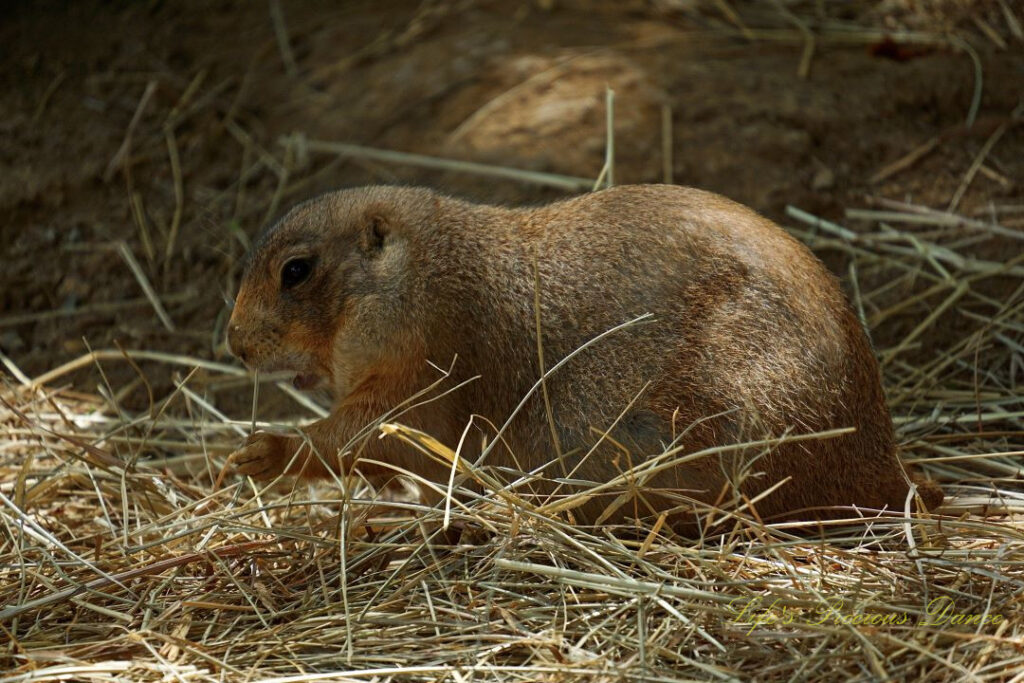 Prairie dog resting on a bed of dry grass.