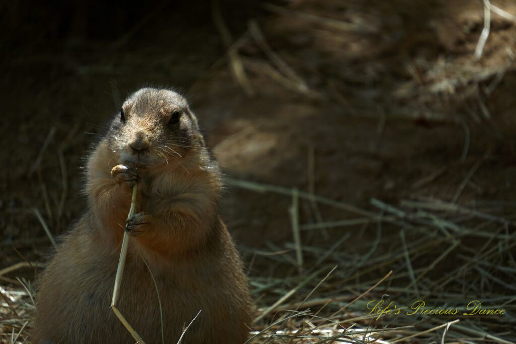 Prairie dog chewing on a bed of dry grass and chewing on a piece.