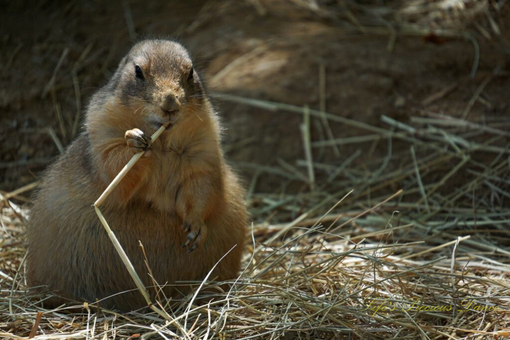 Prairie dog chewing on a bed of dry grass and chewing on a piece.