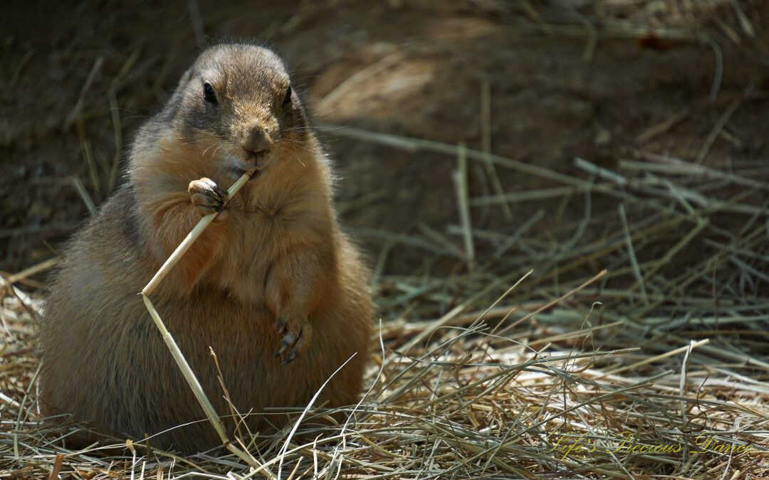 Prairie dog chewing on a bed of dry grass and chewing on a piece.