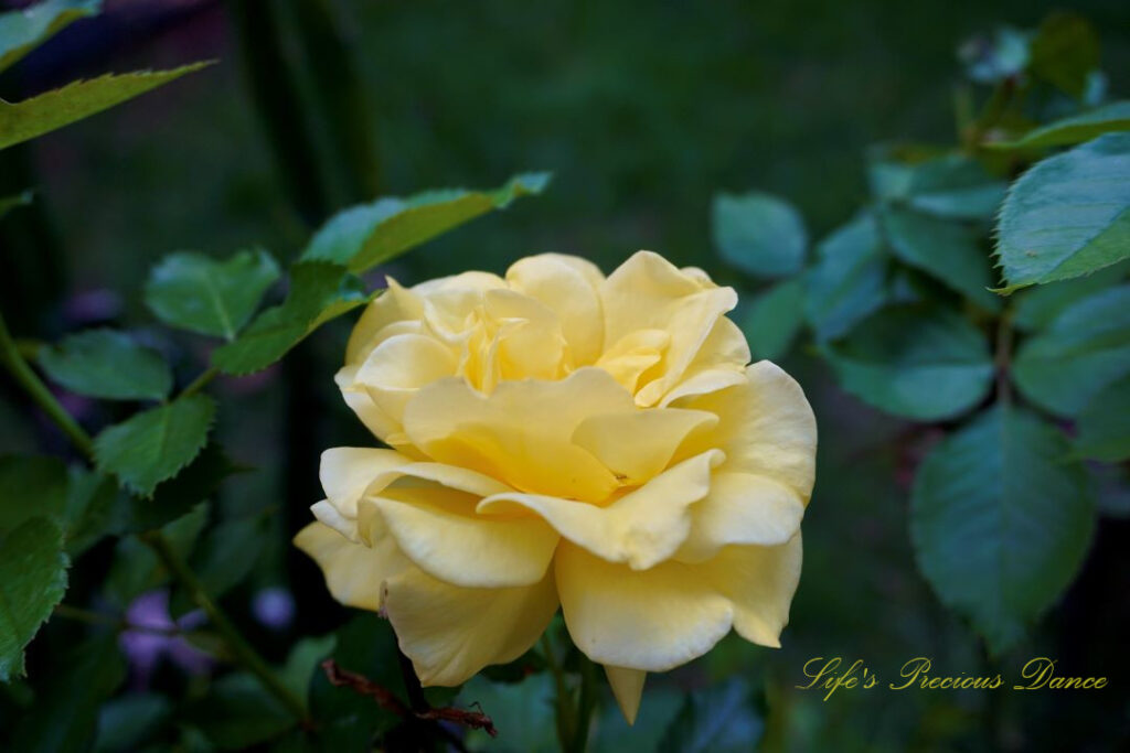 Close up front view of a chinese rose in full bloom.